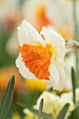 KEUKENHOF, NETHERLANDS: HOLLAND, CLOSE UP PLANT PORTRAIT OF THE WHITE AND YELLOW, ORANGE FLOWER OF DAFFODIL - NARCISSUS GENTLE GIANT, MAY, SPRING, BULBS