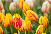 KEUKENHOF, NETHERLANDS: HOLLAND, CLOSE UP PLANT PORTRAIT OF THE RED, YELLOW FLOWERS OF SINGLE LATE TULIP - TULIPA LA COURTINE, MAY, SPRING, BULBS