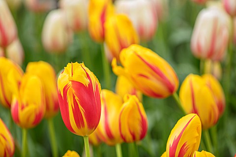 KEUKENHOF_NETHERLANDS_HOLLAND_CLOSE_UP_PLANT_PORTRAIT_OF_THE_RED_YELLOW_FLOWERS_OF_SINGLE_LATE_TULIP
