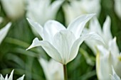 KEUKENHOF, NETHERLANDS: HOLLAND, CLOSE UP PLANT PORTRAIT OF THE WHITE FLOWERS OF TULIP - TULIPA TRES CHIC, MAY, SPRING, BULBS