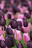 KEUKENHOF, NETHERLANDS: HOLLAND, PLANT ASSOCIATION, COMBINATION - BLACK, PURPLE FLOWERS OF TULIPS - TULIPA QUEEN OF NIGHT. MAY, SPRING, BULBS, FLOWERING, BLOOM