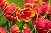 KEUKENHOF, NETHERLANDS: HOLLAND, CLOSE UP PLANT PORTRAIT OF RED AND YELLOW FLOWER OF PARROT TULIP - TULIPA BRIGHT PARROT. MAY, SPRING, BULBS, FLOWERING, BLOOM, PETALS