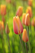 KEUKENHOF, NETHERLANDS: HOLLAND, CLOSE UP PLANT PORTRAIT OF PINK, YELLOW FLOWER OF TULIP - TULIPA BLUSHING LADY. MAY, SPRING, BULBS, FLOWERING, BLOOM