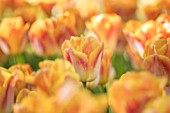 KEUKENHOF, NETHERLANDS: CLOSE UP PLANT PORTRAIT OF THE SALMON, PINK, ORANGE FLOWERS OF TULIPA SALMON DYNASTY. BULBS, FLOWERING, SPRING, MAY, ORANGE, PINK, PETALS, BLOOMS,