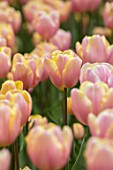 KEUKENHOF, NETHERLANDS: HOLLAND, CLOSE UP PLANT PORTRAIT OF THE PINK AND YELLOW FLOWERS OF TULIP - TULIPA MANGO CHARM, MAY, SPRING, BULBS, FLOWERING, BLOOM