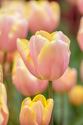 KEUKENHOF_NETHERLANDS_HOLLAND_CLOSE_UP_PLANT_PORTRAIT_OF_THE_PINK_AND_YELLOW_FLOWERS_OF_TULIP__TULIP