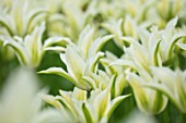 KEUKENHOF, NETHERLANDS: CLOSE UP PLANT PORTRAIT OF GREEN, WHITE FLOWER OF LILY-FLOWERED TULIP - TULIPA GREENSTAR. BULBS, FLOWERS, FLOWERING, SPRING, MAY, PETALS