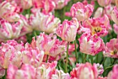 KEUKENHOF, NETHERLANDS: CLOSE UP PLANT PORTRAIT OF GREEN, WHITE AND PINK FLOWER OF PARROT TULIP - TULIPA FANTASY. BULBS, FLOWERS, FLOWERING, SPRING, MAY, PETALS