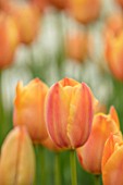 KEUKENHOF, NETHERLANDS: CLOSE UP PLANT PORTRAIT OF ORANGE, APRICOT FLOWERS OF TULIP - TULIPA STUNNING APRICOT. BULBS, FLOWERS, FLOWERING, SPRING, MAY, PETALS