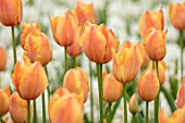 KEUKENHOF, NETHERLANDS: CLOSE UP PLANT PORTRAIT OF ORANGE, APRICOT FLOWERS OF TULIP - TULIPA STUNNING APRICOT. BULBS, FLOWERS, FLOWERING, SPRING, MAY, PETALS