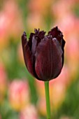 KEUKENHOF, NETHERLANDS: HOLLAND, CLOSE UP PLANT PORTRAIT OF BLACK, PURPLE, PLUM FLOWER OF FRINGED TULIP - TULIPA VINCENT VAN GOGH. MAY, SPRING, BULBS, FLOWERING