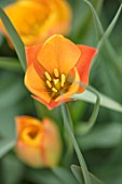 KEUKENHOF, NETHERLANDS: CLOSE UP PLANT PORTRAIT OF ORANGE FLOWERS OF TULIP - TULIPA BATALINII BRIGHT GEM. BULBS, FLOWERS, FLOWERING, SPRING, MAY, PETALS