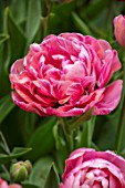 KEUKENHOF, NETHERLANDS: CLOSE UP PLANT PORTRAIT OF THE PINK FLOWER OF TULIP - TULIPA AMAZING GRACE. BULBS, FLOWERS, FLOWERING, SPRING, MAY