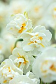 KEUKENHOF, NETHERLANDS: CLOSE UP PLANT PORTRAIT OF THE WHITE, YELLOW FLOWERS OF NARCISSUS BRIDAL CROWN. NARCISSI, BULB, SPRING, MAY, SCENT, SCENTED, FRAGRANT