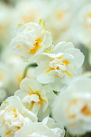 KEUKENHOF_NETHERLANDS_CLOSE_UP_PLANT_PORTRAIT_OF_THE_WHITE_YELLOW_FLOWERS_OF_NARCISSUS_BRIDAL_CROWN_