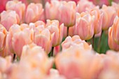 KEUKENHOF, NETHERLANDS: HOLLAND, CLOSE UP PLANT PORTRAIT OF THE APRICOT, PINK FLOWERS OF TULIP - TULIPA APRICOT BEAUTY, MAY, SPRING, BULBS, FLOWERING, BLOOM