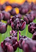 KEUKENHOF, NETHERLANDS: HOLLAND, BLACK, PURPLE, PLUM FLOWERS OF DOUBLE LATE TULIP - TULIPA BLACK HERO. MAY, SPRING, BULBS, FLOWERING, BLOOM