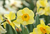 KEUKENHOF, NETHERLANDS: HOLLAND, CLOSE UP PLANT PORTRAIT OF YELLOW FLOWER OF DAFFODIL - NARCISSUS RINGTONE. MAY, SPRING, BULBS, FLOWERING, BLOOM, VIVID, BRIGHT, STRIPED