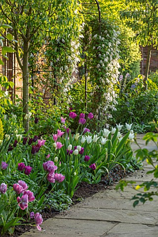 MORTON_HALL_WORCESTERSHIRE_SPRING_APRIL_PATH_WITH_TULIPS_ARCH_WITH_CLEMATIS_CLASSIC_FORMAL_ENGLISH_C