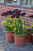 MORTON HALL, WORCESTERSHIRE: TERRACOTTA CONTAINERS BESIDE GLASSHOUSE PLANTED IN SPRING WITH NARCISSUS JONQUILLA BABY MOON AND TULIP - TULIPA PAUL SCHERER. POT, POTS, GRAVEL