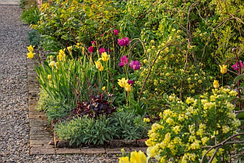 MORTON_HALL_WORCESTERSHIRE_THE_KITCHEN_GARDEN_IN_SPRING_MAY_WALLED_WALL_WALLS_TULIPS_NEGRITA_AND_MOO
