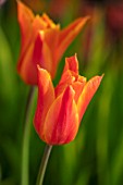 MORTON HALL, WORCESTERSHIRE: CLOSE UP PLANT PORTRAIT OF THE ORANGE FLOWER OF TULIP - TULIPA BALLERINA. PETAL, PETALS, BLOOM, BULB, BLOOMING, MAY, SPRING