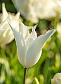 MORTON HALL, WORCESTERSHIRE: CLOSE UP PLANT PORTRAIT OF THE WHITE FLOWER OF TULIP - TULIPA SAPPORO. PETAL, PETALS, BLOOM, BULB, BLOOMING, MAY, SPRING