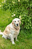 THE GOBBETT NURSERY, SHROPSHIRE: ELLIE THE DOG BESIDE LILAC BUSH. ANIMAL, PET, ORCHARD