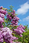 THE GOBBETT NURSERY, SHROPSHIRE: THE PINK FLOWERS OF LILAC - SYRINGA X CHINENSIS. SCENT, SCENTED, FRAGRANT, DECIDUOUS, SHRUB