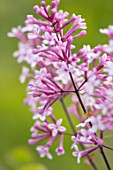 THE GOBBETT NURSERY, SHROPSHIRE: CLOSE UP PLANT PORTRAIT OF THE PINK FLOWERS OF LILAC - SYRINGA PRINCE CHARMING. SCENT, SCENTED, FRAGRANT, LILACS, DECIDUOUS, SHRUB