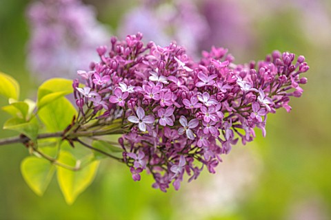 THE_GOBBETT_NURSERY_SHROPSHIRE_CLOSE_UP_PLANT_PORTRAIT_OF_THE_PINK_FLOWERS_OF_LILAC__SYRINGA_SCENT_S