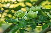 CLOSE UP PLANT PORTRAIT OF THE GREEN FLOWERS OF CORNUS KOUSA VENUS. MAY, SPRING, SHRUB, DECIDUOUS, PETAL, PETALS, DOGWOODS, WHITE, CREAM