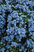 CLOSE UP PLANT PORTRAIT OF THE PALE BLUE FLOWERS OF CEANOTHUS THYRSIFLORUS REPENS. MAY, SPRING, SHRUB, EVERGREEN, PETAL, PETALS