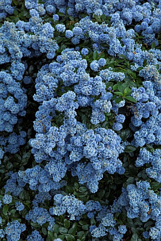 CLOSE_UP_PLANT_PORTRAIT_OF_THE_PALE_BLUE_FLOWERS_OF_CEANOTHUS_THYRSIFLORUS_REPENS_MAY_SPRING_SHRUB_E
