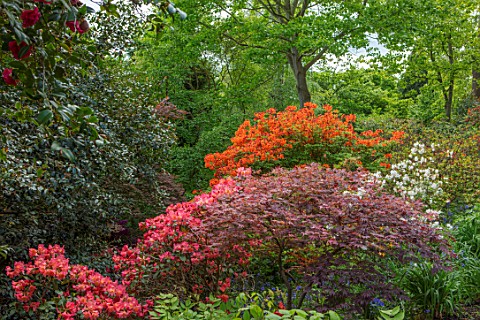 RHS_GARDEN_WISLEY_SURREY_WOODLAND_WITH_RHODODENDRON_SEPTEMBER_SONG_AND_MAPLE_MAY_SPRING_LEAVES_FOLIA