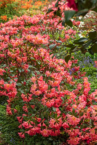 RHS_GARDEN_WISLEY_SURREY_CLOSE_UP_PLANT_PORTRAIT_OF_PINK_FLOWERS_OF_RHODODENDRON_SEPTEMBER_SONG_MAY_