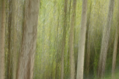 RHS_GARDEN_WISLEY_SURREY_ABSTRACT_IMAGE_OF_BIRCH_TREES_AT_BATTLESTON_HILL__TAPPING_CAMERA_DURING_LON