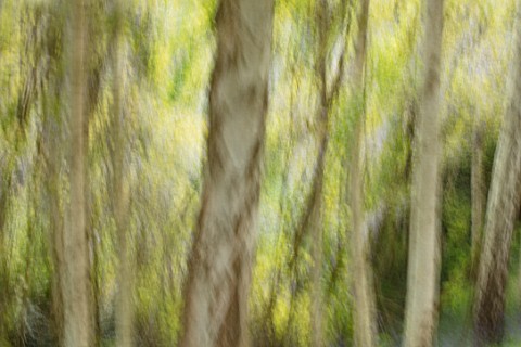 RHS_GARDEN_WISLEY_SURREY_ABSTRACT_IMAGE_OF_BIRCH_TREES_AT_BATTLESTON_HILL__TAPPING_CAMERA_DURING_LON
