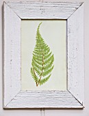 BUTTER WAKEFIELD HOUSE, LONDON: FERN PRINT IN THE CONSERVATORY
