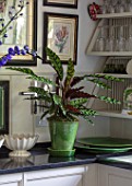 BUTTER WAKEFIELD HOUSE, LONDON: FERN IN GREEN CONTAINER IN KITCHEN. INSIDE, INDOORS, HOUSEPLANT, HOUSE PLANT