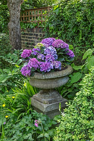 BUTTER_WAKEFIELD_HOUSE_LONDON_STONE_URN_CONTAINER_TROUGH_WITH_HYDRANGEAS_SUMMER_JUNE_ENGLISH_TOWN_GA