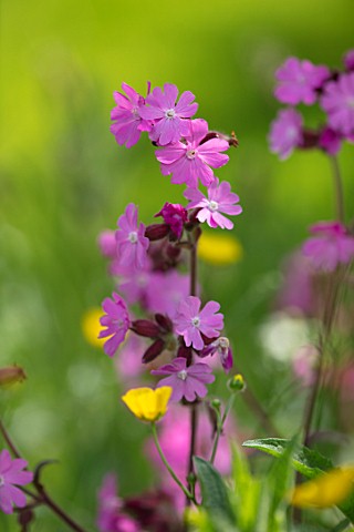 BUTTER_WAKEFIELD_HOUSE_LONDON_CLOSE_UP_PLANT_PORTRAIT_OF_THE_PINK_FLOWERS_OF_RED_CAMPION_SILENE_DIOI