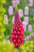 CLOSE UP PLANT PORTRAIT OF RED, PINK FLOWERS OF LUPIN, PERENNIALS, SUMMER, BLOOMS