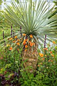 CHELSEA FLOWER SHOW 2017: CITY LIVING GARDEN DESIGNED BY KATE GOULD. PLANT ASSOCIATION, COMBINATION - YUCCA AUSTRALIS AND GEUM PRINSES JULIANA. SPIKES, SPIKEY, FOLIAGE, EXOTIC