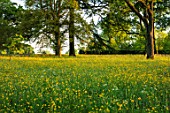 MORTON HALL GARDENS, WORCESTERSHIRE: BUTTERCUPS IN MEADOW. MORNING, SUNRISE, YELLOW, DRIFT, SPRING, EARLY SUMMER, PARKLAND