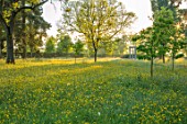 MORTON HALL GARDENS, WORCESTERSHIRE: BUTTERCUPS IN MEADOW WITH MONOPTEROS BEHIND. MORNING, SUNRISE, YELLOW, DRIFT, SPRING, EARLY SUMMER, PARKLAND