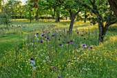 MORTON HALL GARDENS, WORCESTERSHIRE: BUTTERCUPS AND ALLIUM PURPLE SENSATION IN MEADOW. MORNING, SUNRISE, YELLOW, DRIFT, SPRING, EARLY SUMMER, PARKLAND