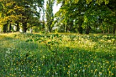 MORTON HALL GARDENS, WORCESTERSHIRE: BUTTERCUPS AND COW PARSLEY IN MEADOW. MORNING, SUNRISE, YELLOW, DRIFT, SPRING, EARLY SUMMER, PARKLAND