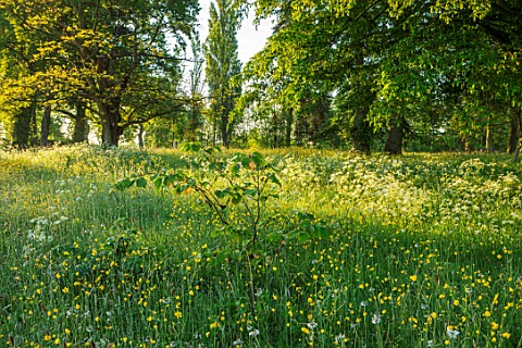 MORTON_HALL_GARDENS_WORCESTERSHIRE_BUTTERCUPS_AND_COW_PARSLEY_IN_MEADOW_MORNING_SUNRISE_YELLOW_DRIFT
