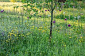 MORTON HALL GARDENS, WORCESTERSHIRE: BUTTERCUPS AND ALLIUM PURPLE SENSATION IN MEADOW. MORNING, SUNRISE, YELLOW, DRIFT, SPRING, EARLY SUMMER, PARKLAND